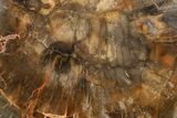 Polished Petrified Wood (Araucaria) Round - Madagascar #365295-1